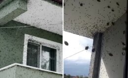 Sakarya’da iki ilçeyi birden istila ettiler! Binalar adeta renk değiştirdi