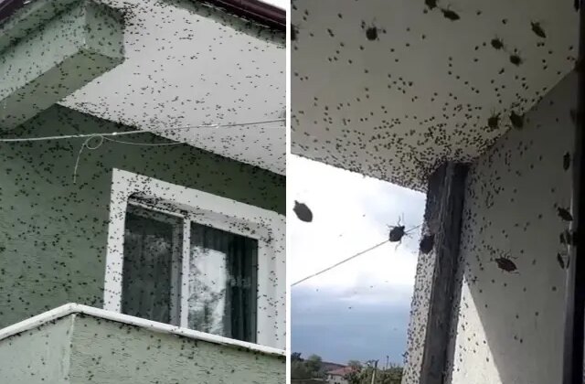 Sakarya’da iki ilçeyi birden istila ettiler! Binalar adeta renk değiştirdi