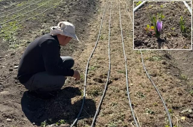 İşsiz kalınca ekti, hayatı değişti! Kilosunu 200-300 bin TL’ye satıyor