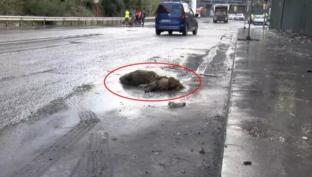 İstanbul’da göle dönen yolda yaban domuzu boğuldu