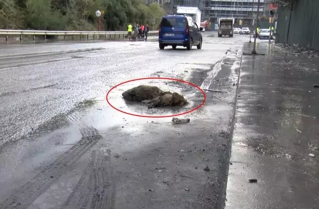 İstanbul’da göle dönen yolda yaban domuzu boğuldu