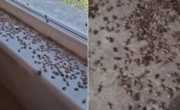 Kabus geri döndü! İki ilçeyi istila ettiler, evlerin içi korkunç halde