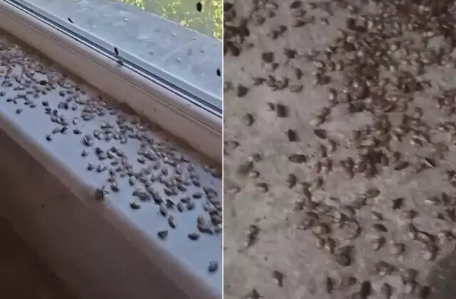 Kabus geri döndü! İki ilçeyi istila ettiler, evlerin içi korkunç halde
