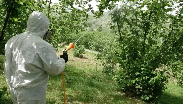 Kahverengi bela dünya ticaretinde lider olduğumuz ürünü de vurdu! Rekolte dibi gördü