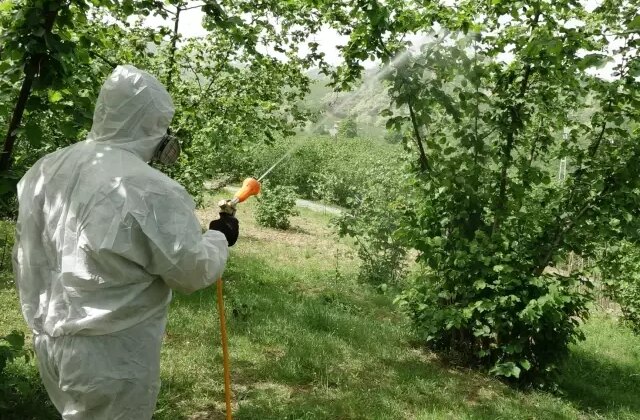 Kahverengi bela dünya ticaretinde lider olduğumuz ürünü de vurdu! Rekolte dibi gördü 1 Kahverengi bela dünya ticaretinde lider olduğumuz ürünü de vurdu! Rekolte dibi gördü