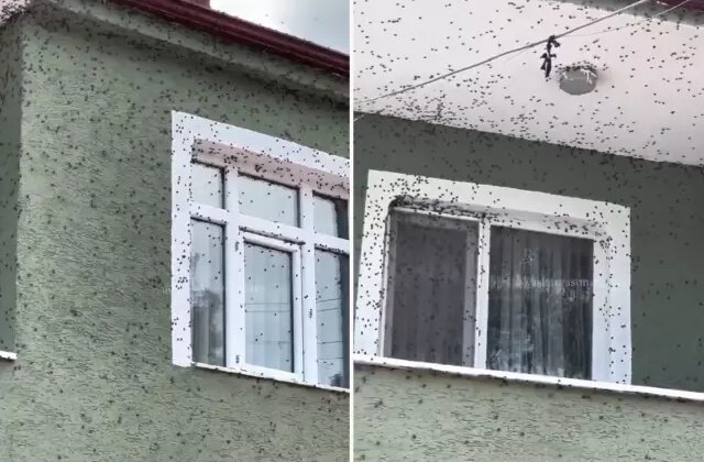 Kahverengi kokarca böceği mahalleyi sardı