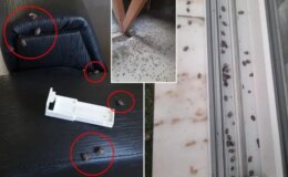 Kahverengi kokarca evleri istila etti! Uzmanlar üstüne basa basa uyardı