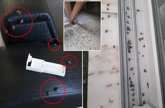 Kahverengi kokarca evleri istila etti! Uzmanlar üstüne basa basa uyardı