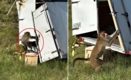 Kamyon devrildi, kaçan deney maymunları ülkeyi alarma geçirdi