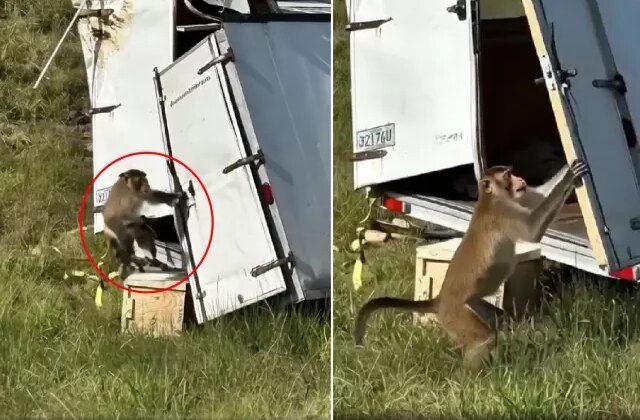 Kamyon devrildi, kaçan deney maymunları ülkeyi alarma geçirdi