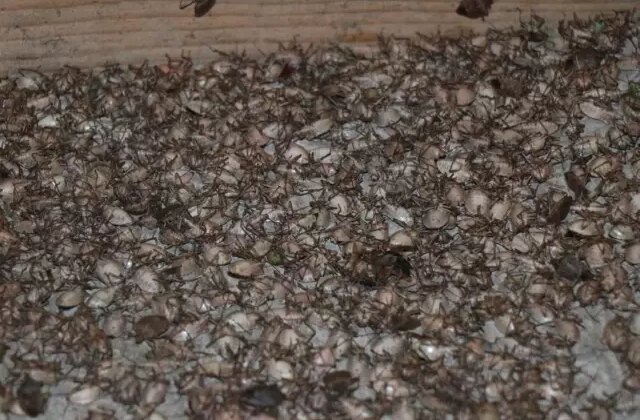 Karadeniz’i istila edip Marmara’yı tehdit eden böcekte yeni tehlike