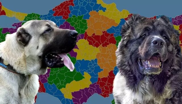 Karslılar ile Sivaslılar karşı karşıya: Kangal mı yoksa Kafkas çoban köpeği mi?
