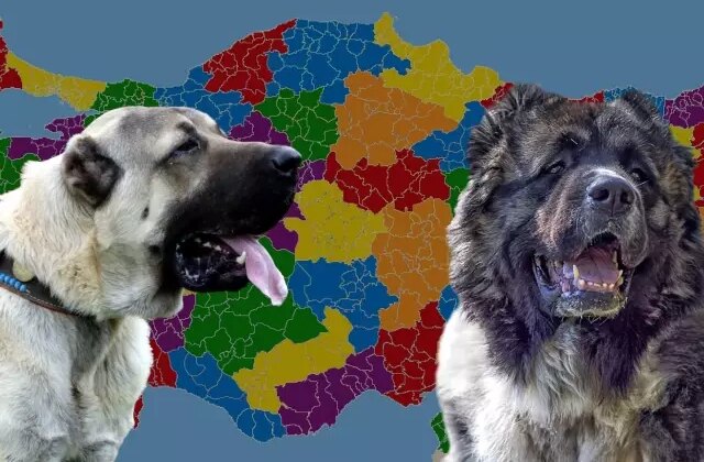 Karslılar ile Sivaslılar karşı karşıya: Kangal mı yoksa Kafkas çoban köpeği mi?