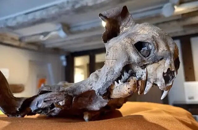 Kilisenin duvarları arasından çıktı, tarihçileri dahi şaşırttı