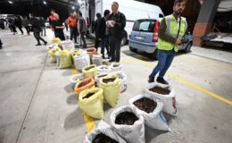 Kilosu 400 liraya satışa çıktı! Herkes bu lezzetin peşinde