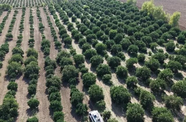 Mandalina tarlada tek haneye düştü, markette 70 liraya alıyoruz