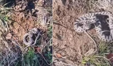 Mantar toplarken dünyanın en zehirli yılanıyla burun buruna geldi