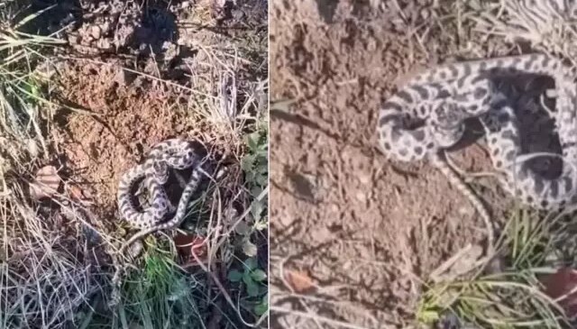 Mantar toplarken dünyanın en zehirli yılanıyla burun buruna geldi