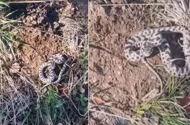 Mantar toplarken dünyanın en zehirli yılanıyla burun buruna geldi