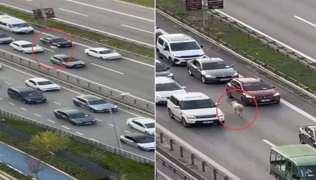 Nereden çıktığını kimse anlamadı! Trafiği birbirine kattı