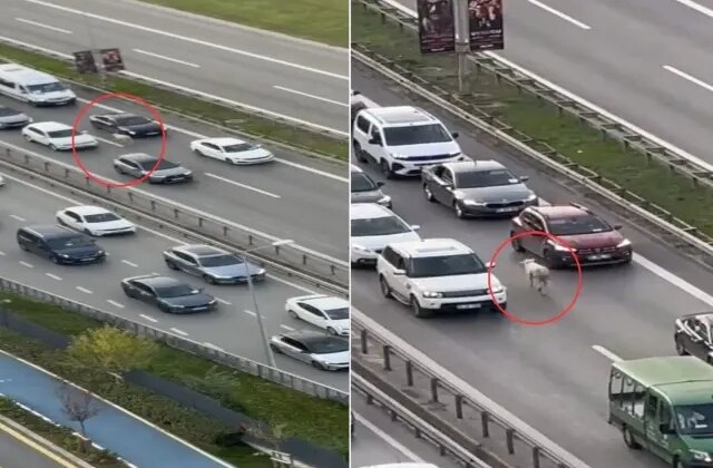Nereden çıktığını kimse anlamadı! Trafiği birbirine kattı