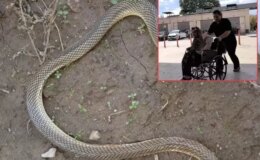 Piknik yaparken yılan saldırısıyla karşılaştı