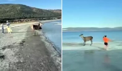 Nesli tehlikedeki kızıl geyik plajda görüntülendi