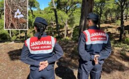 Sultan çiğdemini koparanlara 557 bin TL ceza