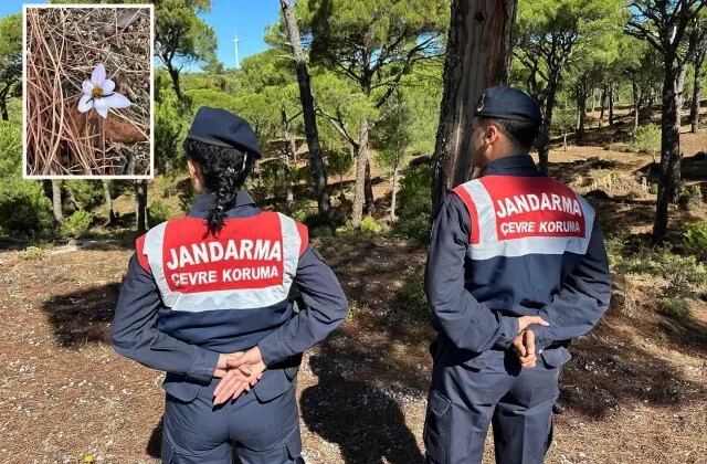 Sultan çiğdemini koparanlara 557 bin TL ceza
