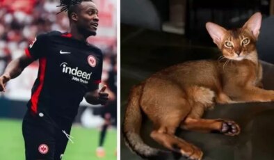 Tüm ülke Batshuayi’nin kedisi için tek yürek oldu