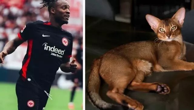 Tüm ülke Batshuayi’nin kedisi için tek yürek oldu