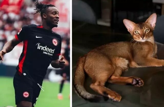 Tüm ülke Batshuayi’nin kedisi için tek yürek oldu