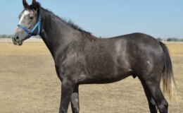 Tüm zamanların rekoru! Arap tayının satıldığı fiyata bakın