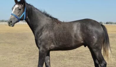 Tüm zamanların rekoru! Arap tayının satıldığı fiyata bakın