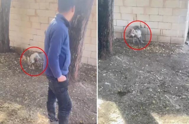 Vanlı’nın kurda zulmü: Videoyu izleyen herkes bakanlıkları etiketliyor