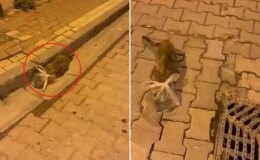 Bunun adı saf kötülük! Kedinin başına poşet bağladılar