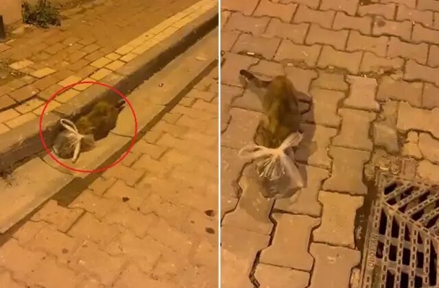 Bunun adı saf kötülük! Kedinin başına poşet bağladılar