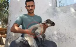 Yeni doğan kuzuyu gören üreticinin ağzı açık kaldı