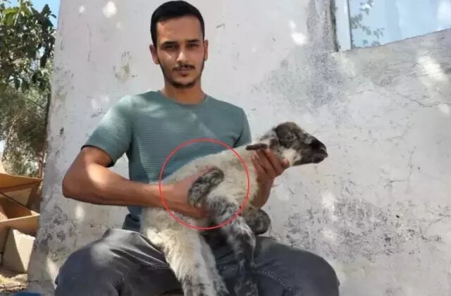Yeni doğan kuzuyu gören üreticinin ağzı açık kaldı
