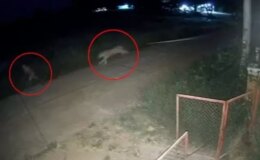 Zincirlerinden kurtulan aslan, 11 yaşındaki çocuğu ağır yaraladı