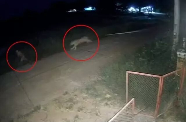 Zincirlerinden kurtulan aslan, 11 yaşındaki çocuğu ağır yaraladı