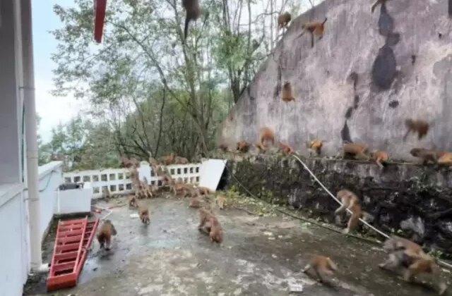 100 maymun bir anda dağdan indi: Turistler can havliyle kaçtı