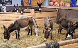 Almanya, Gazze’den gelen 8 eşeğe sığınma hakkı verdi