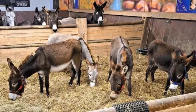 Almanya, Gazze’den gelen 8 eşeğe sığınma hakkı verdi