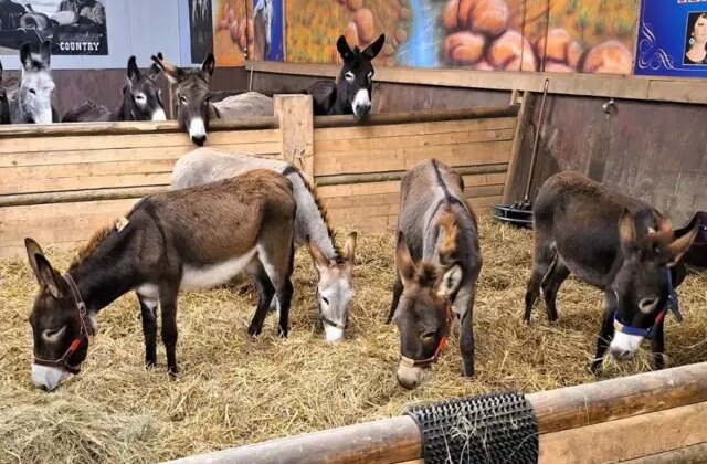 Almanya, Gazze’den gelen 8 eşeğe sığınma hakkı verdi