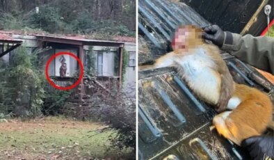 Anne, çocuklarını korumak için hastalıklı maymunu öldürdü