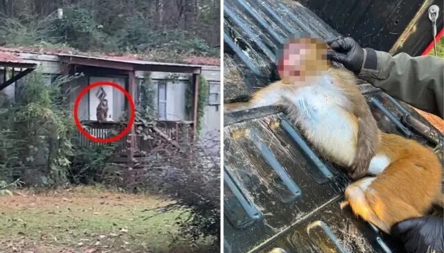 Anne, çocuklarını korumak için hastalıklı maymunu öldürdü