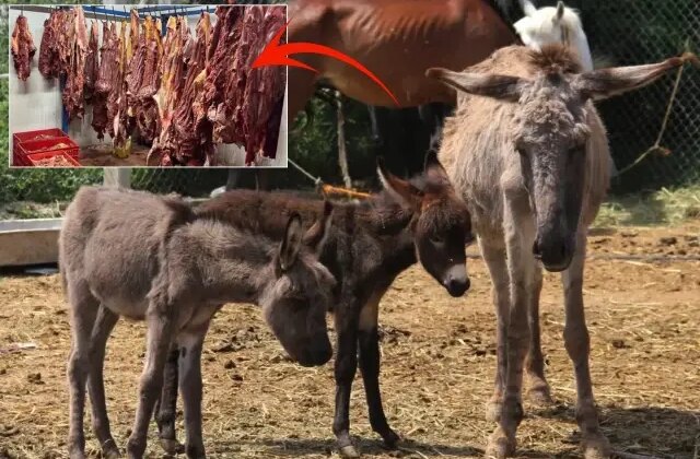 Bakanlık markayı ifşa etti: İşte vatandaşa sucuk diye at ve eşek eti yedirilen ilimiz