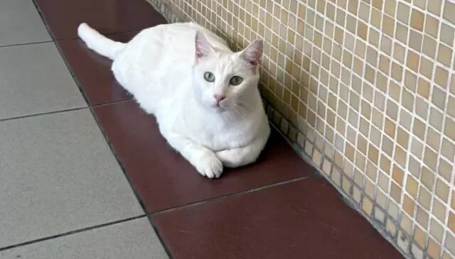 Bakırköy Cumhuriyet Başsavcılığı’ndan tartışma yaratacak “kedi” kararı