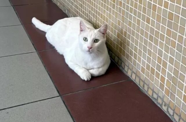 Bakırköy Cumhuriyet Başsavcılığı’ndan tartışma yaratacak “kedi” kararı